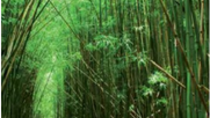 bamboo forest