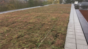 blue roof system with water storage tanks beneath sedum