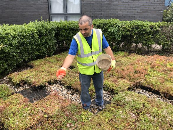 Fertilizer being added to a green roof