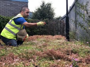 The Importance of Proactive Green Roof Maintenance – Must Read