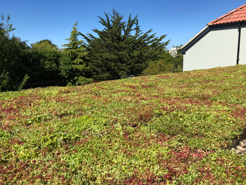 Using Green Roofs To Revitalise Lost Space