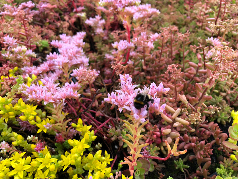 What Are Wildflower Green Roofs?