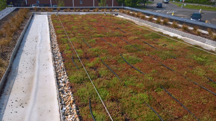 M-Tray green roof installation on a commercial project