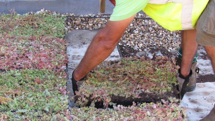 An image of a completed M-Tray green roof installation in Sydenham