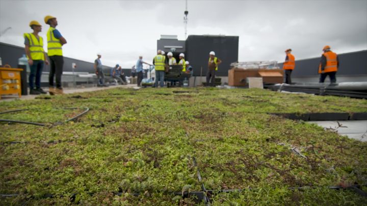 A close-up of completed M-Tray green roof installation in Hammersmith