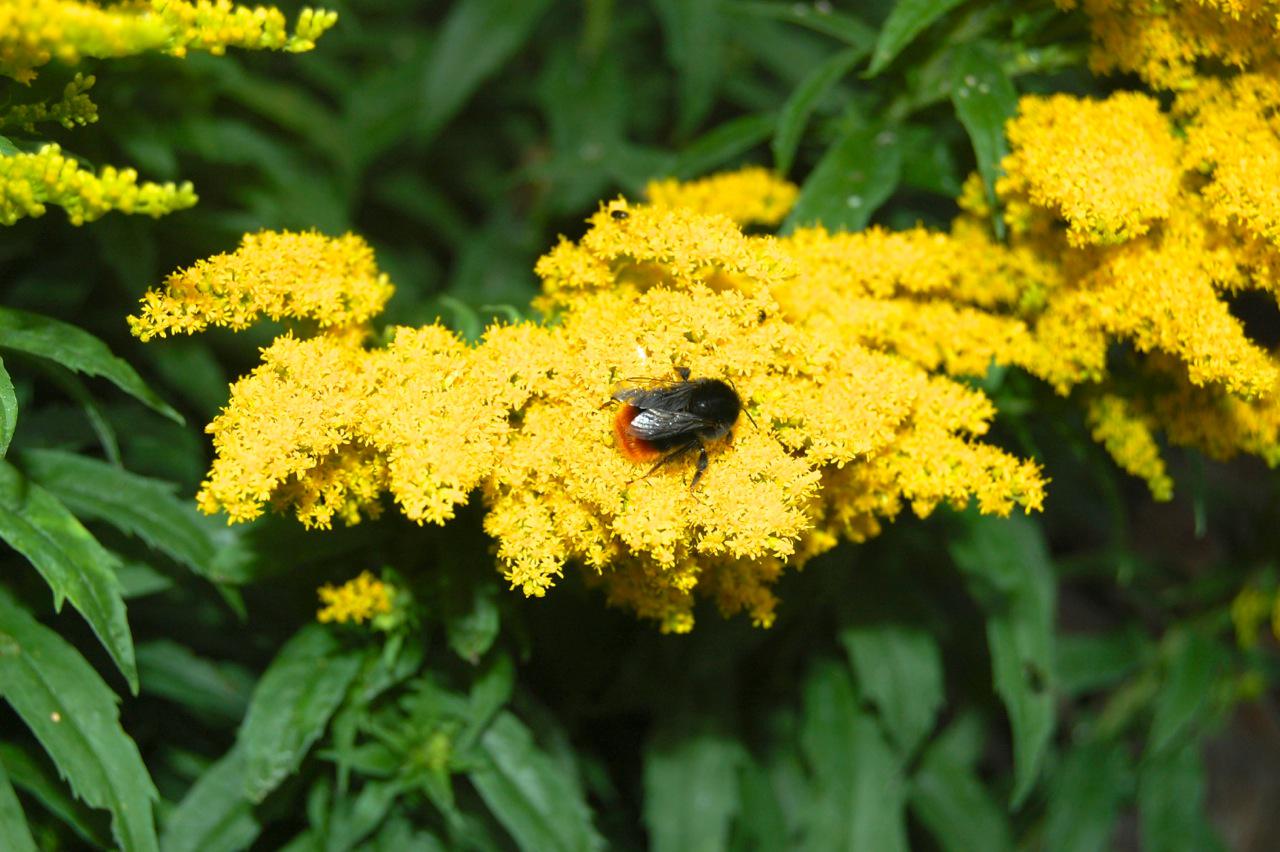 Bees and Biodiversity: How Green Roofs Can Make a Difference