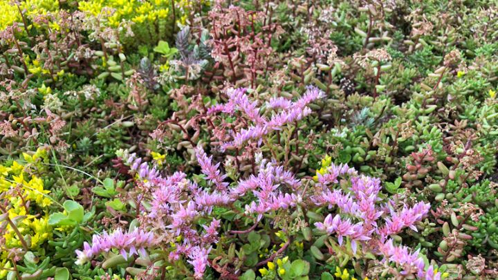 An image of a wildflower green roof