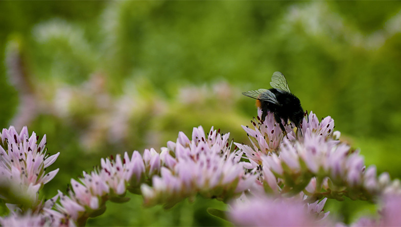 Three things you need to consider when retrofitting a green roof