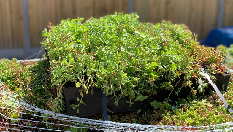 M-Tray sedum green roof on pallets