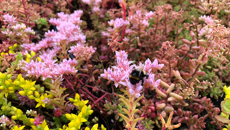 Green roof in flower