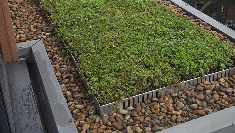 Understanding the Differences: A Comprehensive Guide to Green Roofs and Blue Roofs
