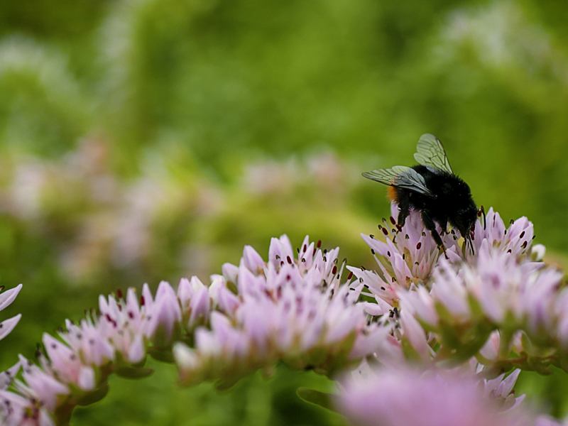 8 cities rewilding their urban spaces