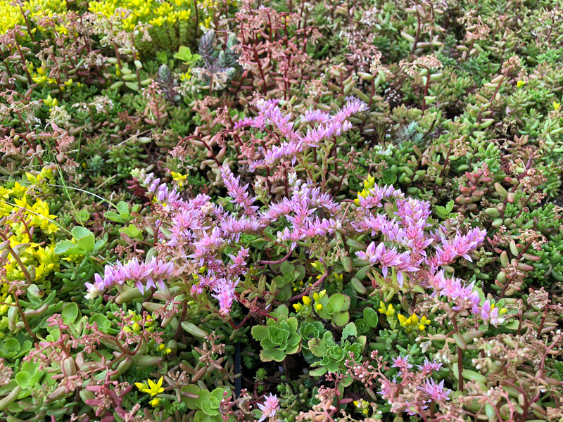 Green Urban Infrastructure and Green Roofs