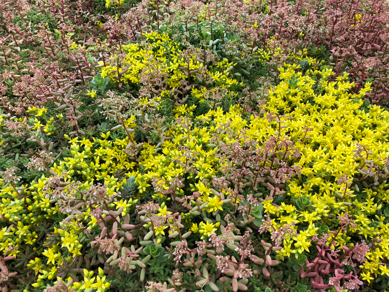 flowering-sedum-Whitsable