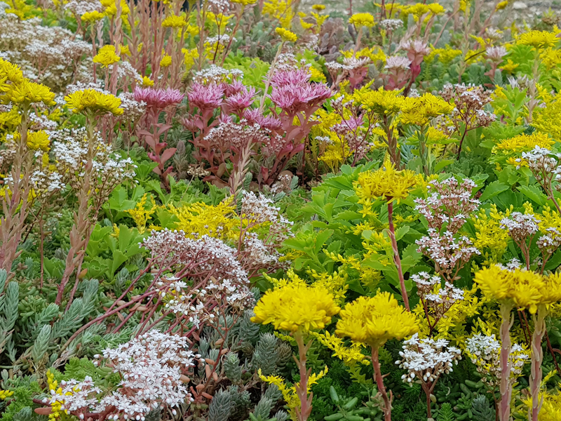 sedum in flower close up