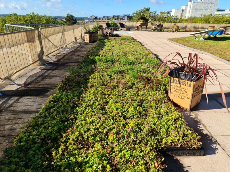 Understanding Green Roofs and Their Benefits: A Comprehensive Guide