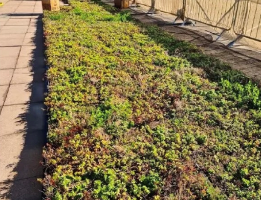 Install, grow, relocate: the green roofing project on the move