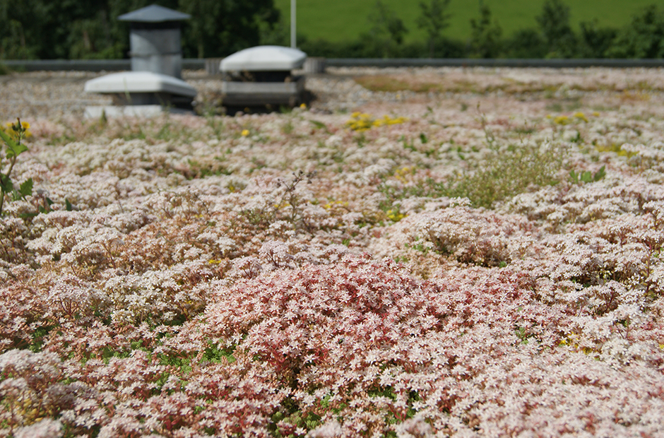 Did You Know That Green Roofs Can Capture Rainwater?