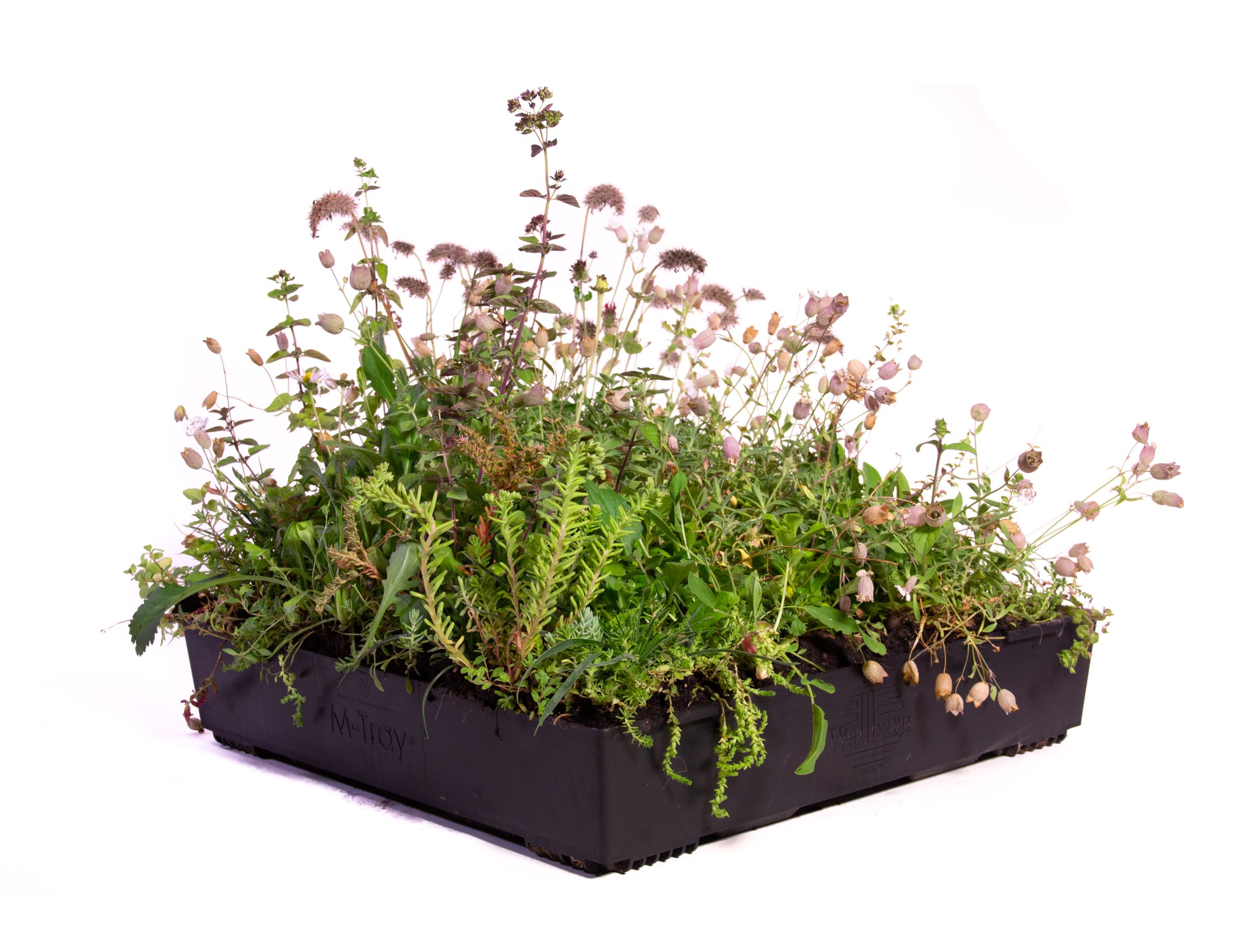 M-Tray wildflower green roof