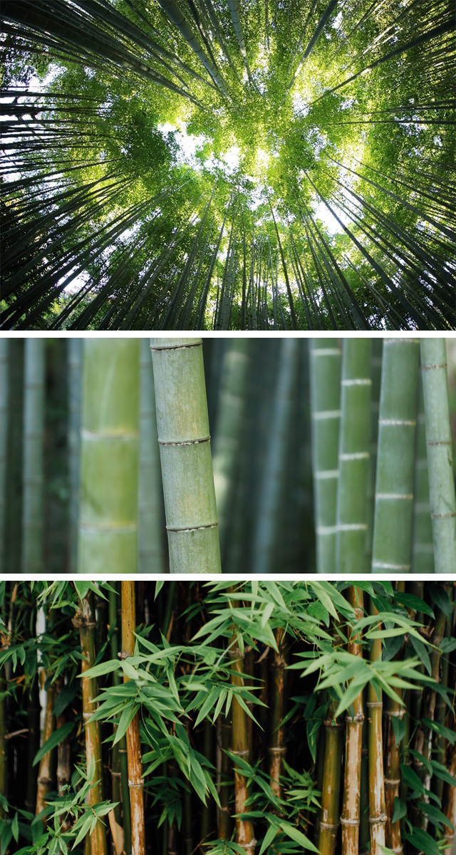 sustainable-timber-bamboo