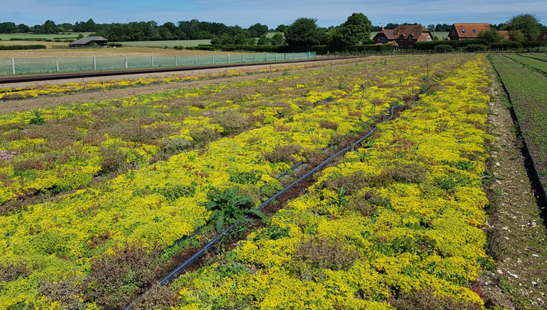 M-Tray® Sedum