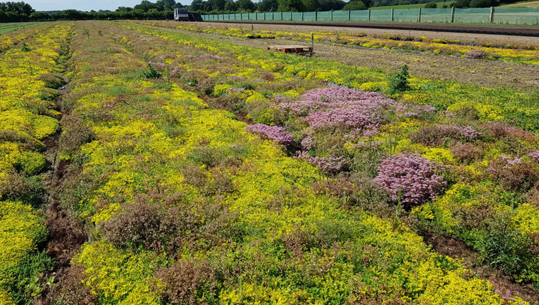 M-Tray® Sedum