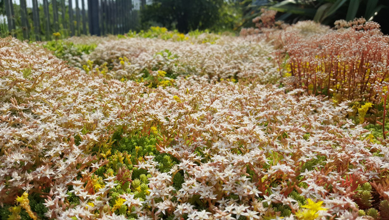 M-Tray® Sedum