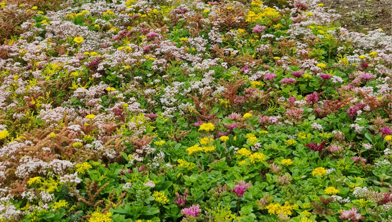 Close of Sedum Album & Goldilocks