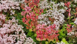 Close Up of Sedum Spurium & Album