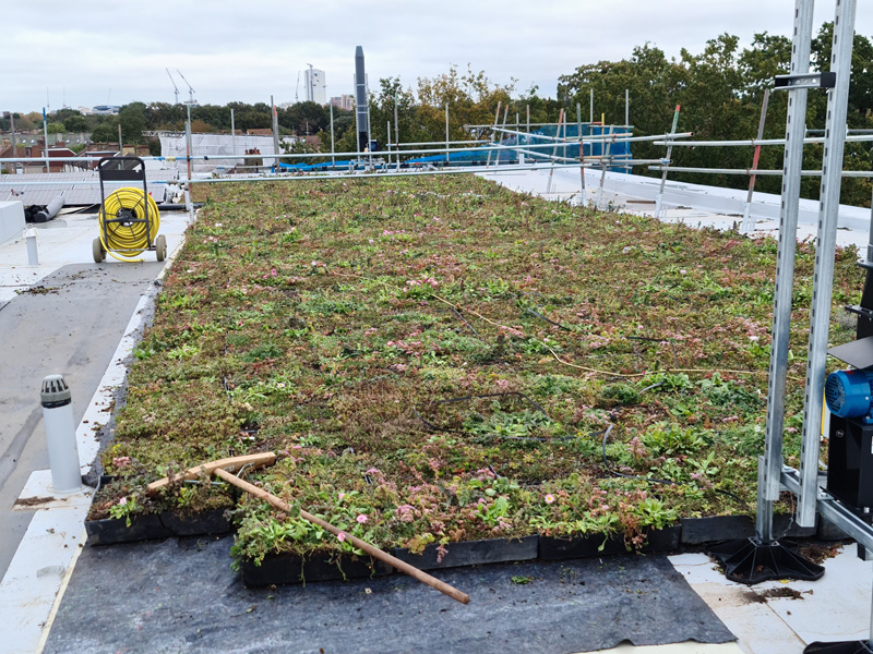 Close Up of Wildflower M-Tray & Geotextile on Roof of Turing House