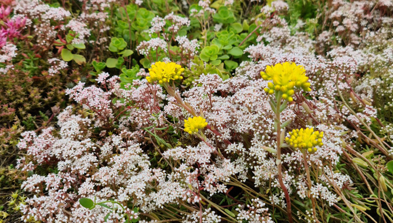 Close-of-Sedum-Album-&-Goldilocks