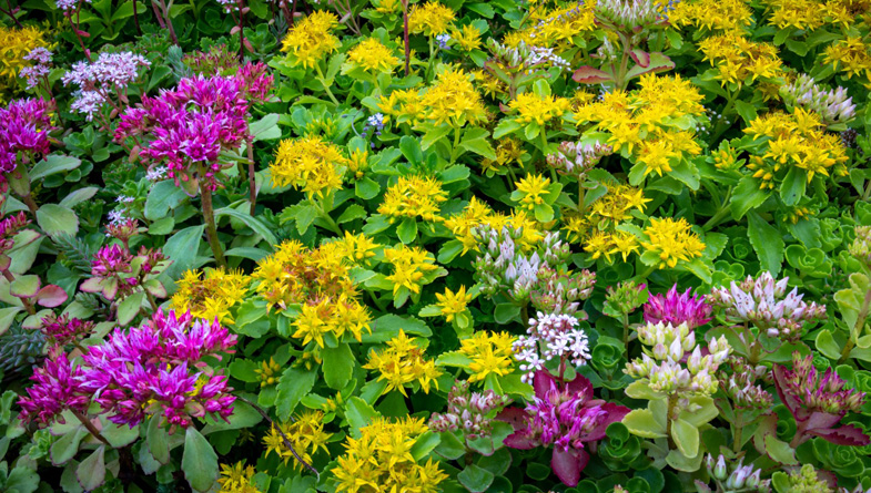 M-Tray_Farm_Sedum-flowering-(11)