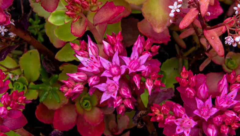 M-Tray_Farm_Sedum-flowering-(17)