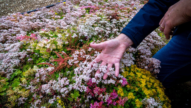 M-Tray_Farm_Sedum-flowering-(22)