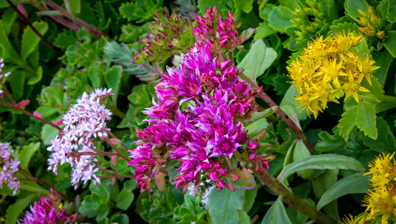 M-Tray_Farm_Sedum-flowering-(9)