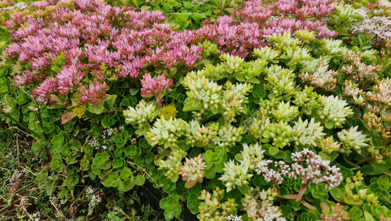 M-tray sedum ellacombianum white pink