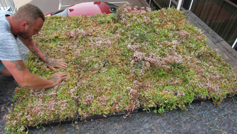 M-Tray® Sedum