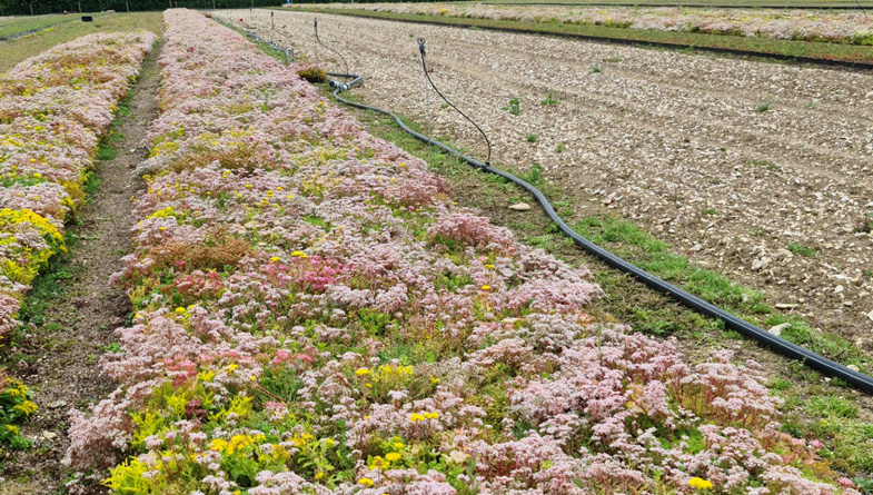 flowering-beds-of-sedum