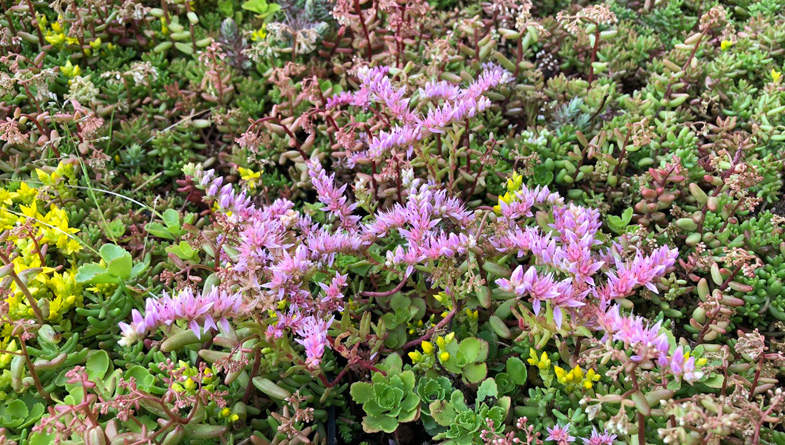 flowering-native-sedum
