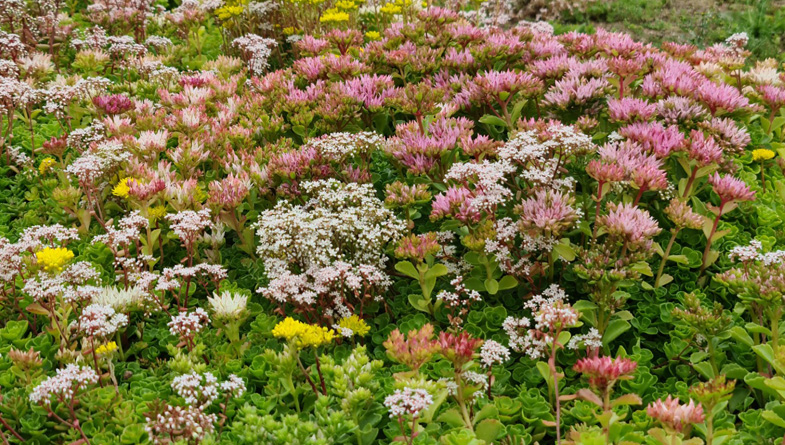flowering-sedum-1