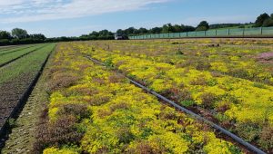 flowering-sedum-acre-M-Tray-green-roof