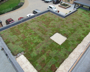 More about green roofs