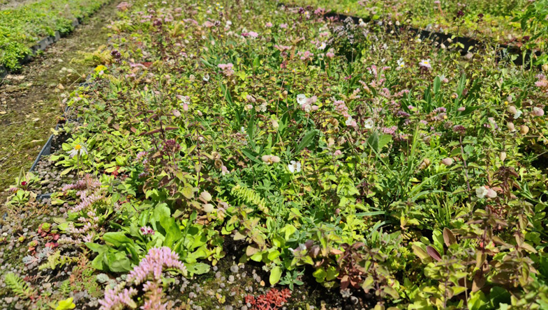 City Council Encourages Uptake Of Green Roofs In Bid To Boost Biodiversity in Milton Keynes