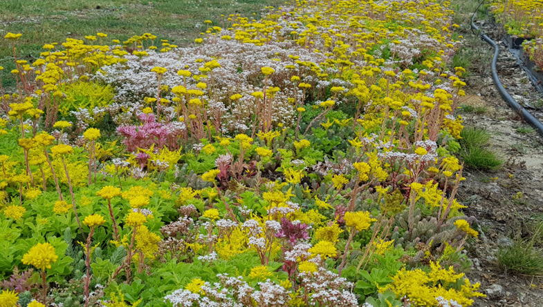 sedum-in-flower-2