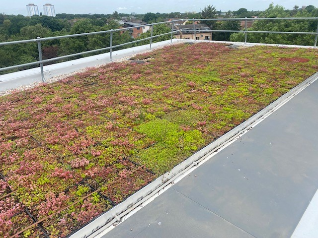 Green Roofs Are Being Considered to Support Denver’s Future Amidst Change