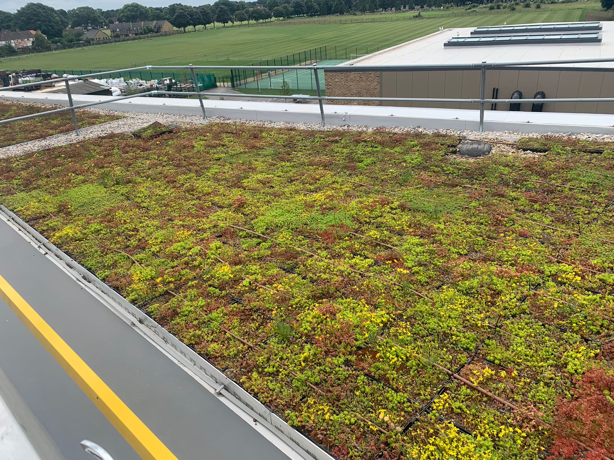 Lightweight Wildflower Green Roofs