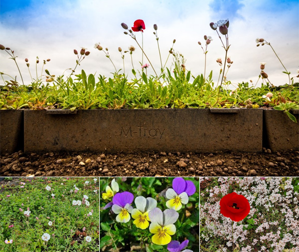 Introducing the M-Tray Wildflower