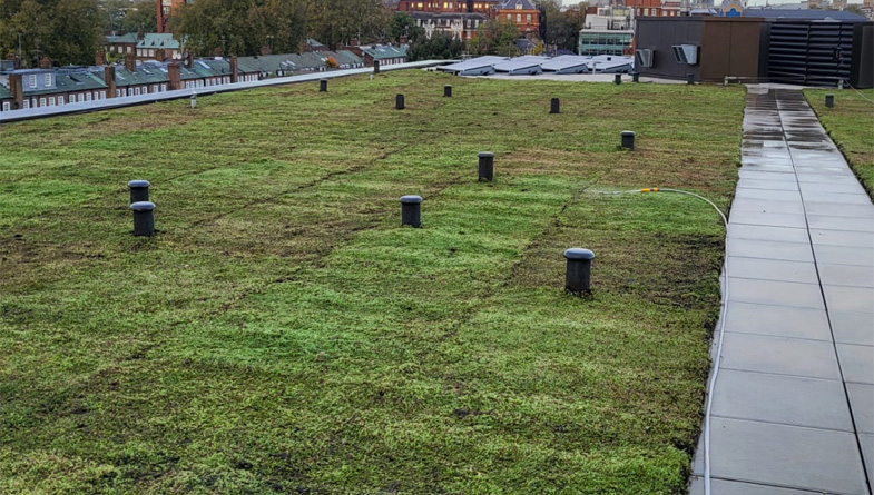 Unfolding the Magic of Wallbarn’s Roll Out Green Roofs