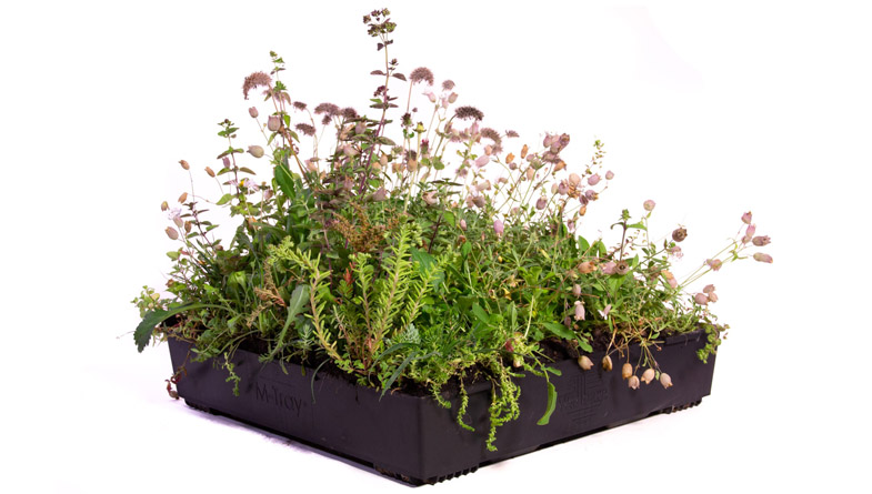 M-Tray-wildflower-green-roof-best-Copy-scaled