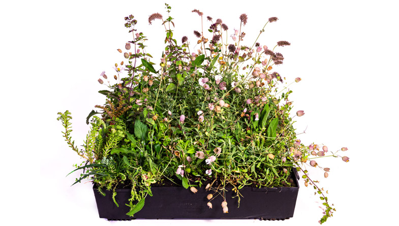 M-Tray-wildflower-module-scaled